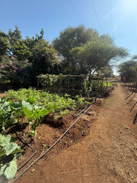 WhatsApp Image 2025-06-01 at 12.05.38